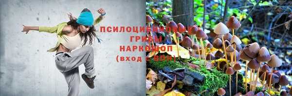ПСИЛОЦИБИНОВЫЕ ГРИБЫ Белоозёрский